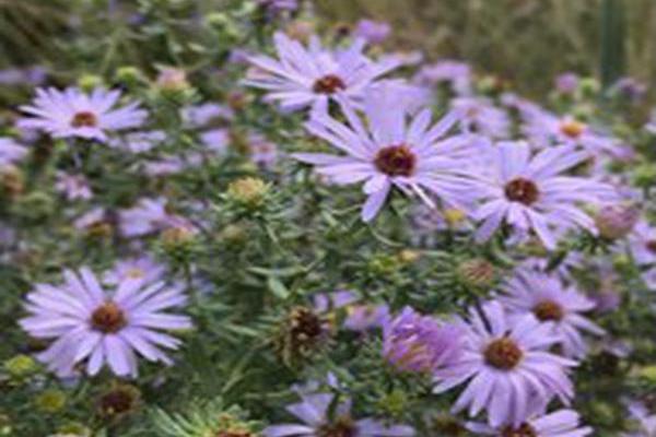 Symphyotrichum oblongifolium Symphyotrichum oblongifolium