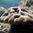 棕葉濱珊瑚