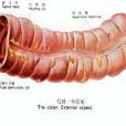 鼓腸 鼓腸