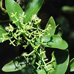 Struthanthus marginatus