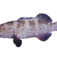黑點石斑魚