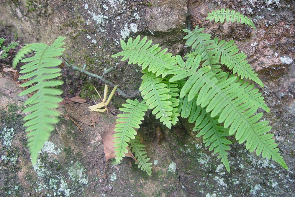 水龍骨屬 水龍骨屬