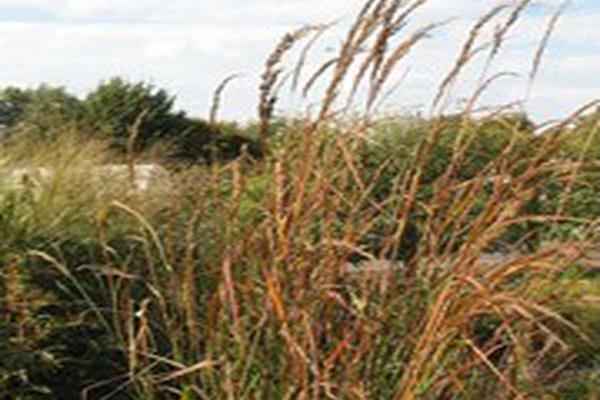 Sorghastrum nutans \x27St. Louis\x27 Sorghastrum nutans \x27St. Louis\x27