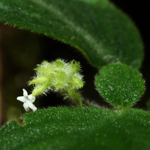 Cremosperma cotejense
