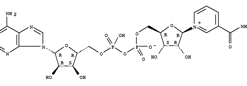 氧化型輔酶I