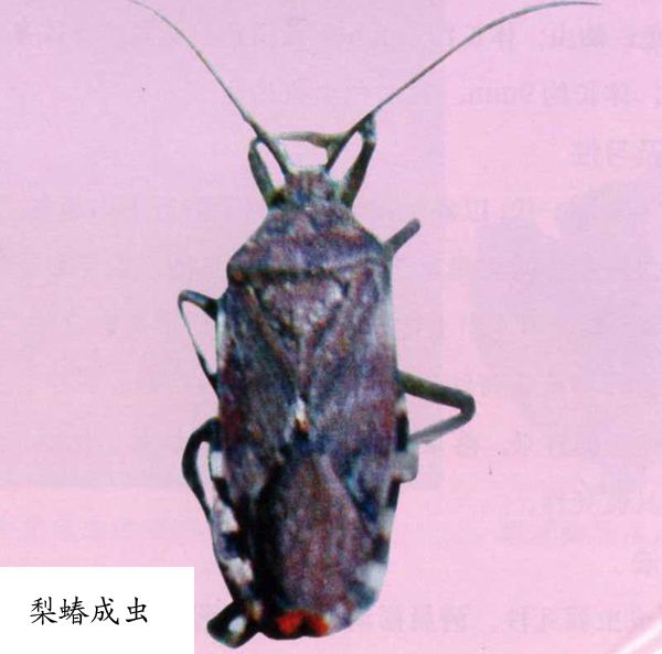 梨蝽 梨蝽