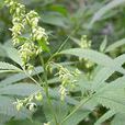 麻花(桑科植物) 麻花(桑科植物)