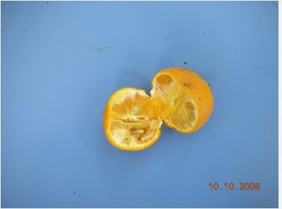 柑橘大實蠅