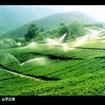 山東丘陵