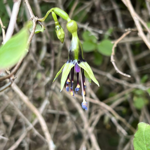 Fuchsia perscandens