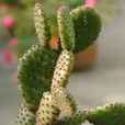 步行仙人掌 步行仙人掌