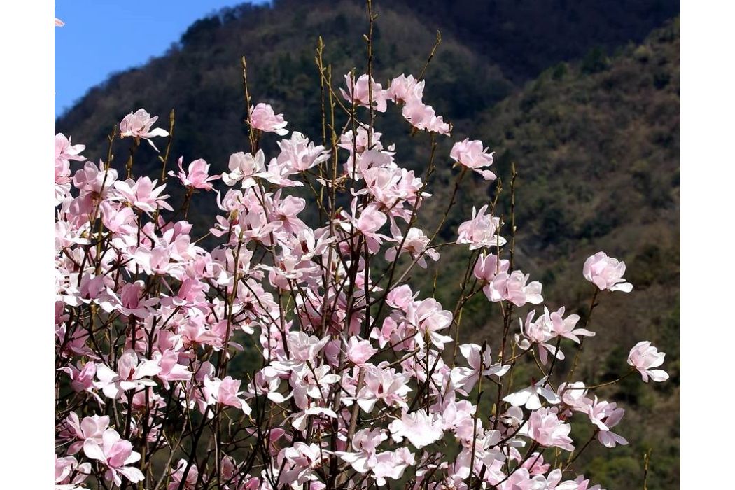 光葉玉蘭 光葉玉蘭