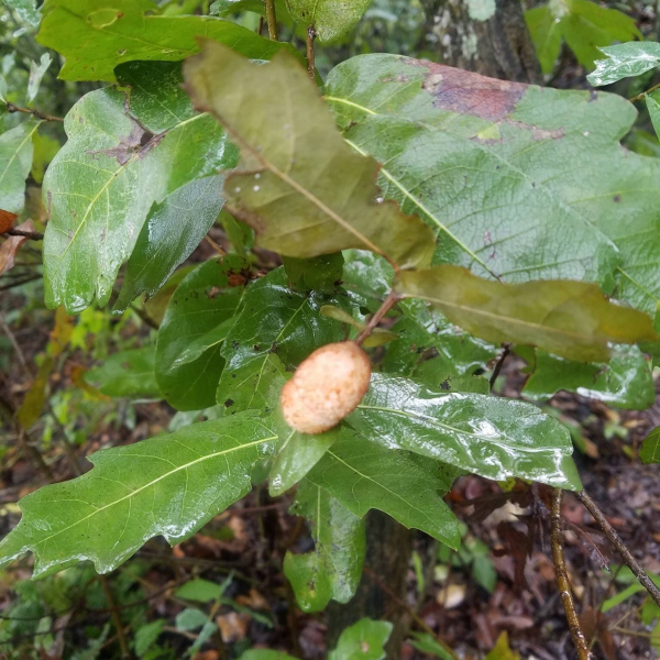 Quercus porphyrogenita