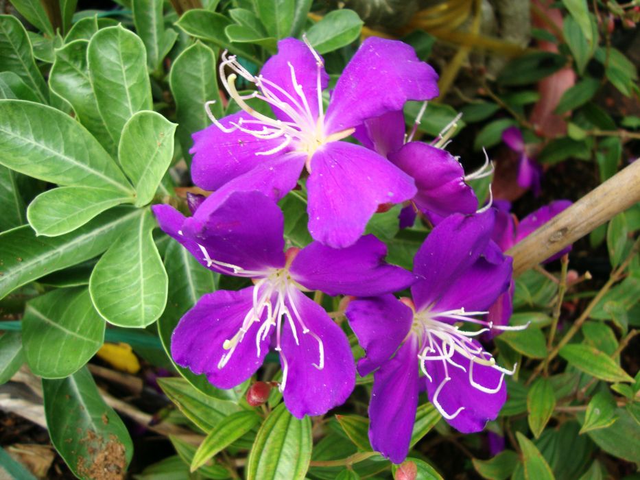 巴西蒂牡花(蒂牡花) 巴西蒂牡花(蒂牡花)