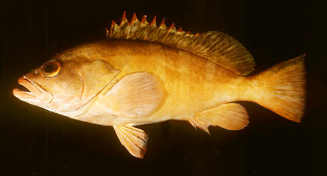 截尾石斑魚