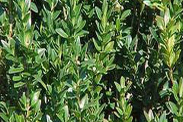 Buxus sempervirens \x27Saint Genevieve\x27 Buxus sempervirens \x27Saint Genevieve\x27