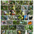 果鳩族(果鳩) 果鳩族(果鳩)