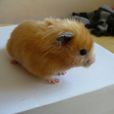 西施熊(長毛熊) 西施熊(長毛熊)