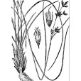 華刺子莞 華刺子莞