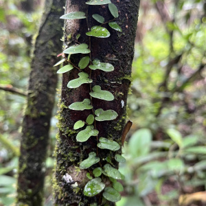 Ficus diversiformis