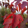 紅葉複葉槭 紅葉複葉槭