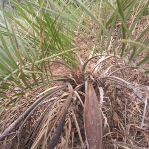 Butia microspadix