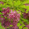 香花槐 香花槐