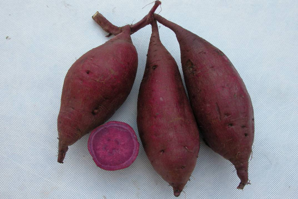 贛薯1號 贛薯1號