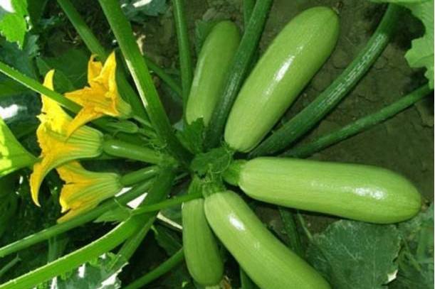 瑞葫1號 瑞葫1號