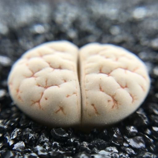 葦朧玉 葦朧玉