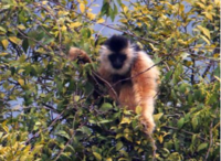 廣西邦亮長臂猿國家級自然保護區