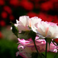 日光石(薔薇屬植物) 日光石(薔薇屬植物)