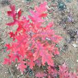 速生紅櫟 速生紅櫟