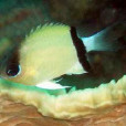 黃尾光鰓魚 黃尾光鰓魚