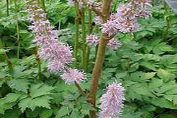Astilbe chinensis var. pumila Astilbe chinensis var. pumila