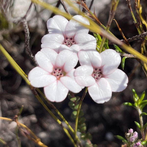 Adenandra brachyphylla