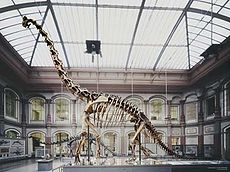 位於柏林的長頸巨龍已架設骨骸
