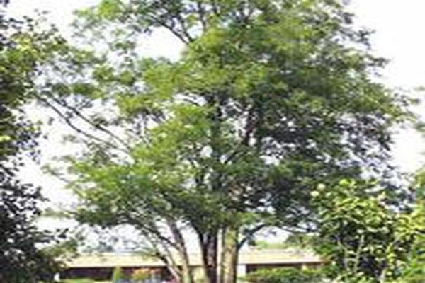 Robinia pseudoacacia Robinia pseudoacacia