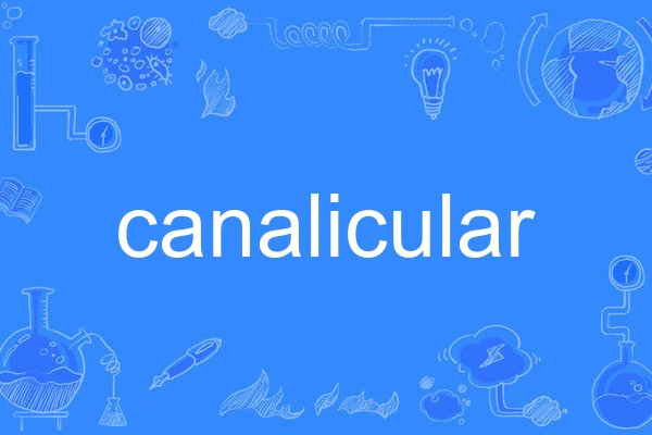 canalicular canalicular