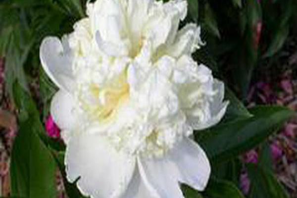Paeonia lactiflora \x27Marshmallow Button\x27