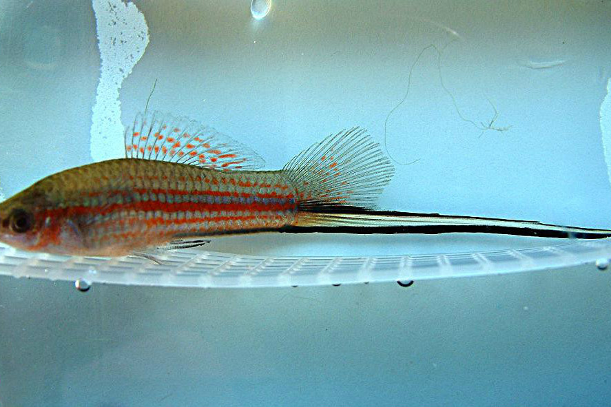 阿氏劍尾魚 阿氏劍尾魚