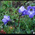 束花藍鐘花 束花藍鐘花