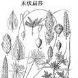 禾狀扁莎 禾狀扁莎