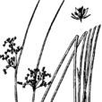 野燈心草 野燈心草