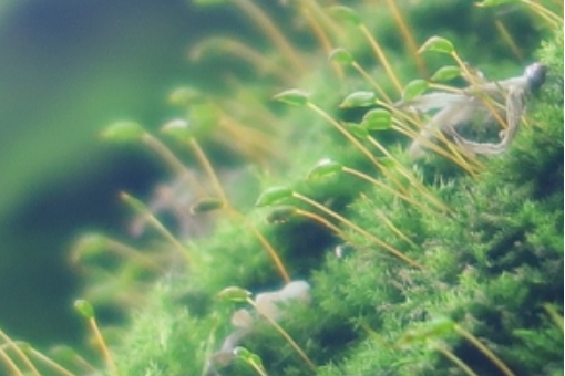 硬羽蘚屬 硬羽蘚屬