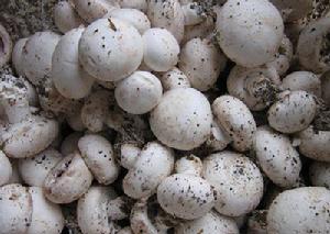 河店鎮農產品——雙孢菇