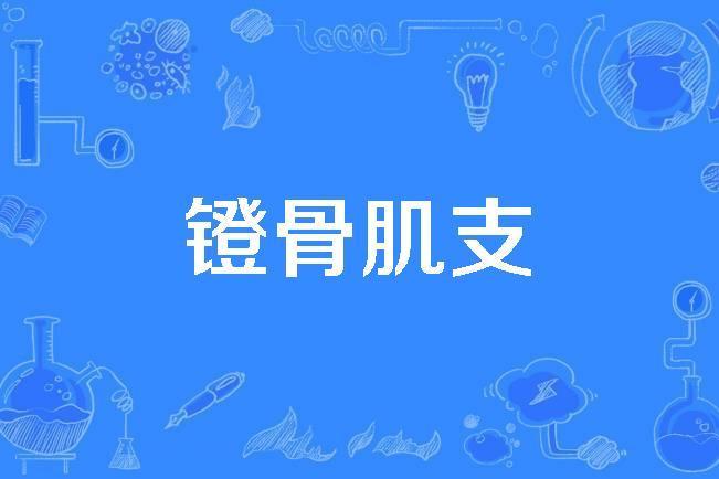 鐙骨肌支 鐙骨肌支