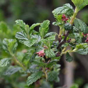 Ribes ovalifolium