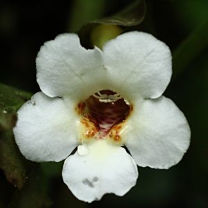 Nautilocalyx bracteatus