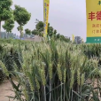 豐德存麥5號 豐德存麥5號